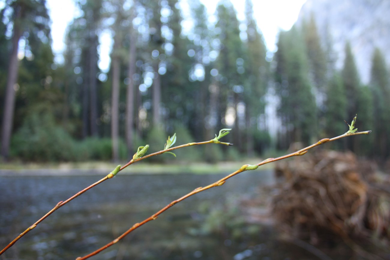 Willows budding in a restoration area.