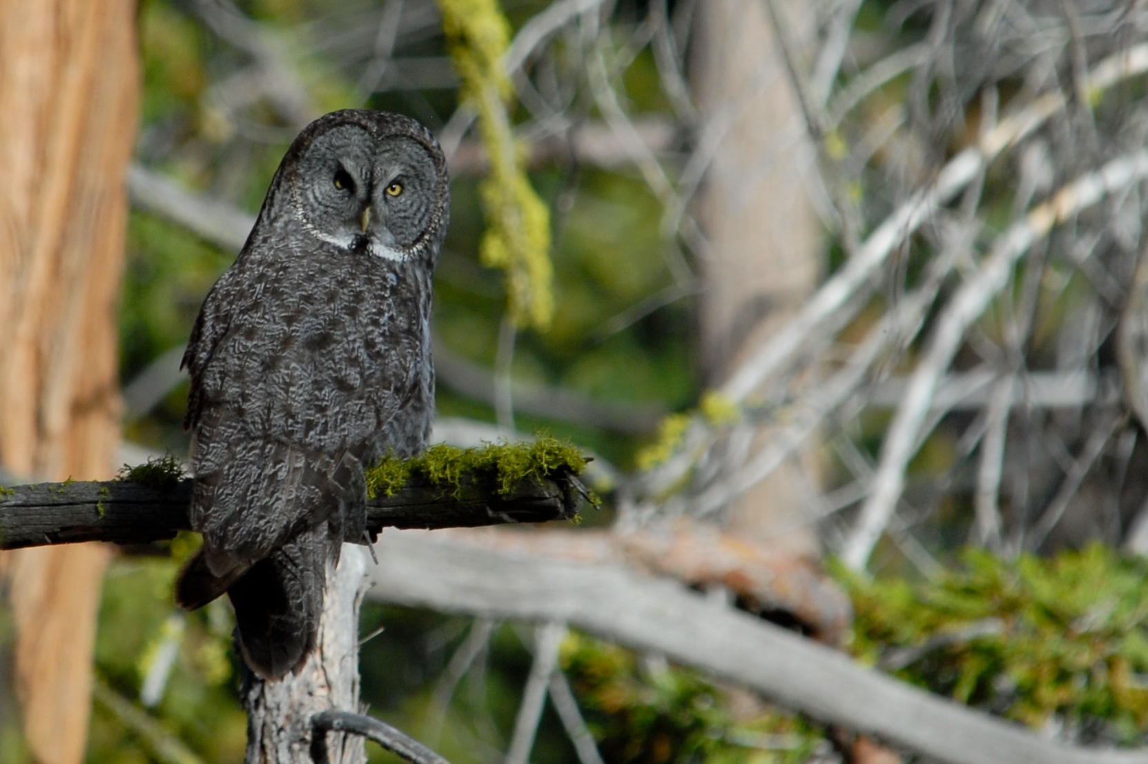 Great gray owl sitting on a mossy branch