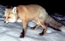 A Sierra Nevada red fox steps across the snow