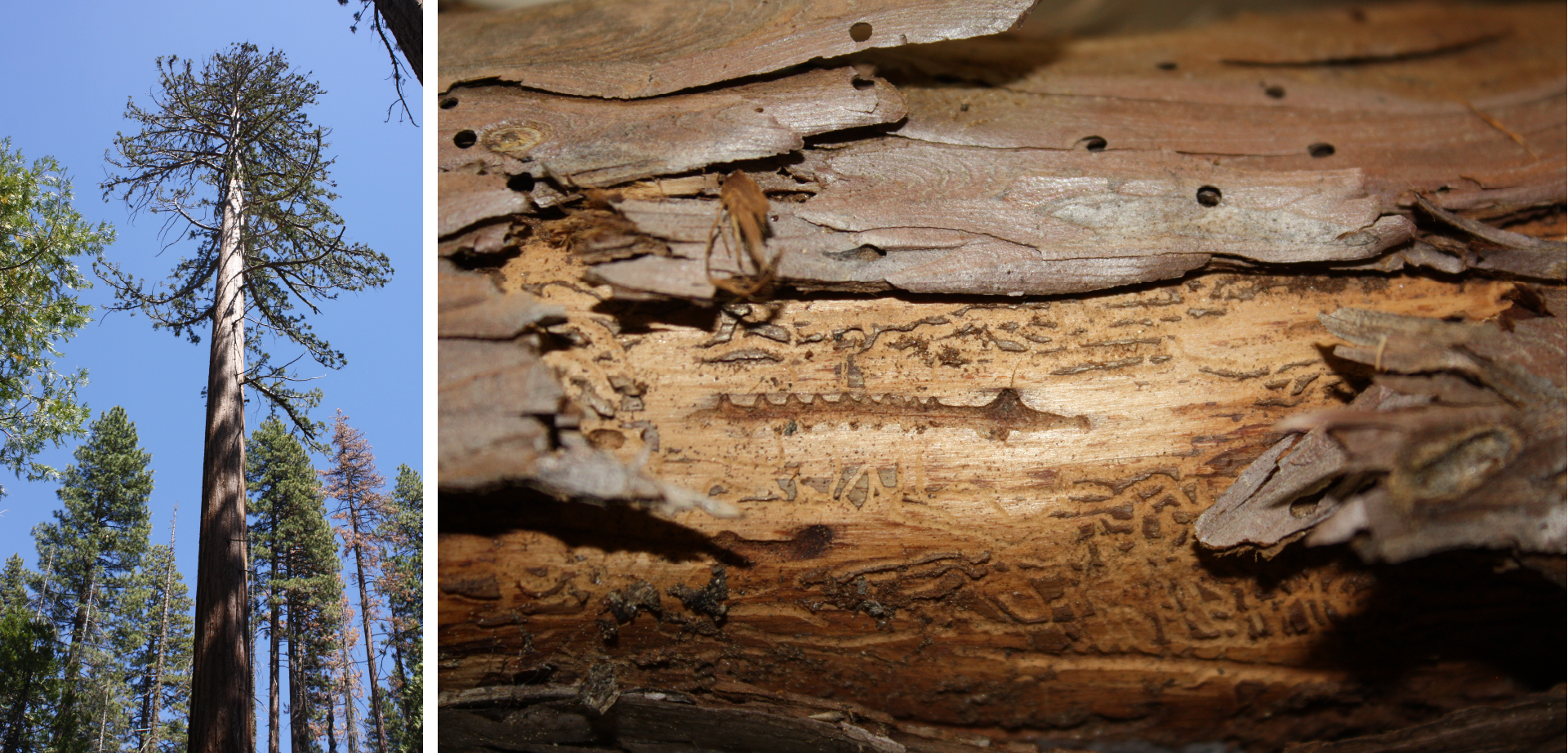 Photos show thinning foliage and beetle galleries on beetle-infected giant sequoia tree.