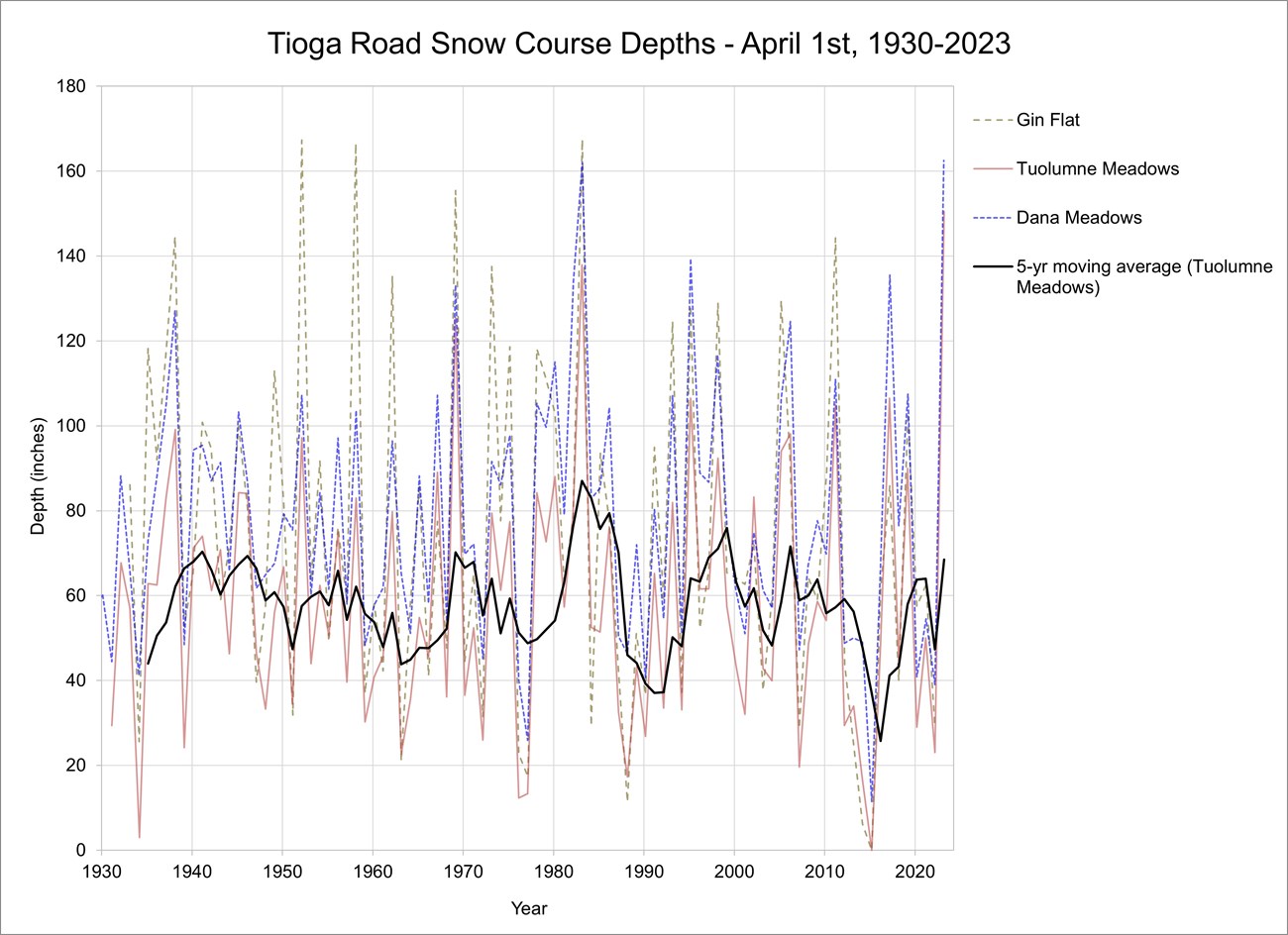 Graph showing fluctations in depth at snow courses along Tioga Road from 1930 to 2023, with numerous peaks and lows. Average is around 60 inches.