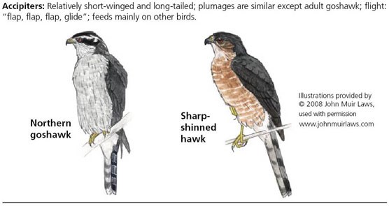 Northern goshawk on left and sharp-shinned hawk on right
