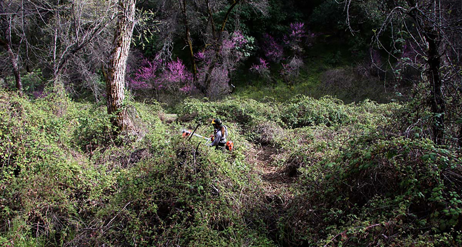 Himalayan blackberry completely covers all the native vegetation in this El Portal location. This bramble forms impenetrable thickets in sensitive habits throughout Yosemite.