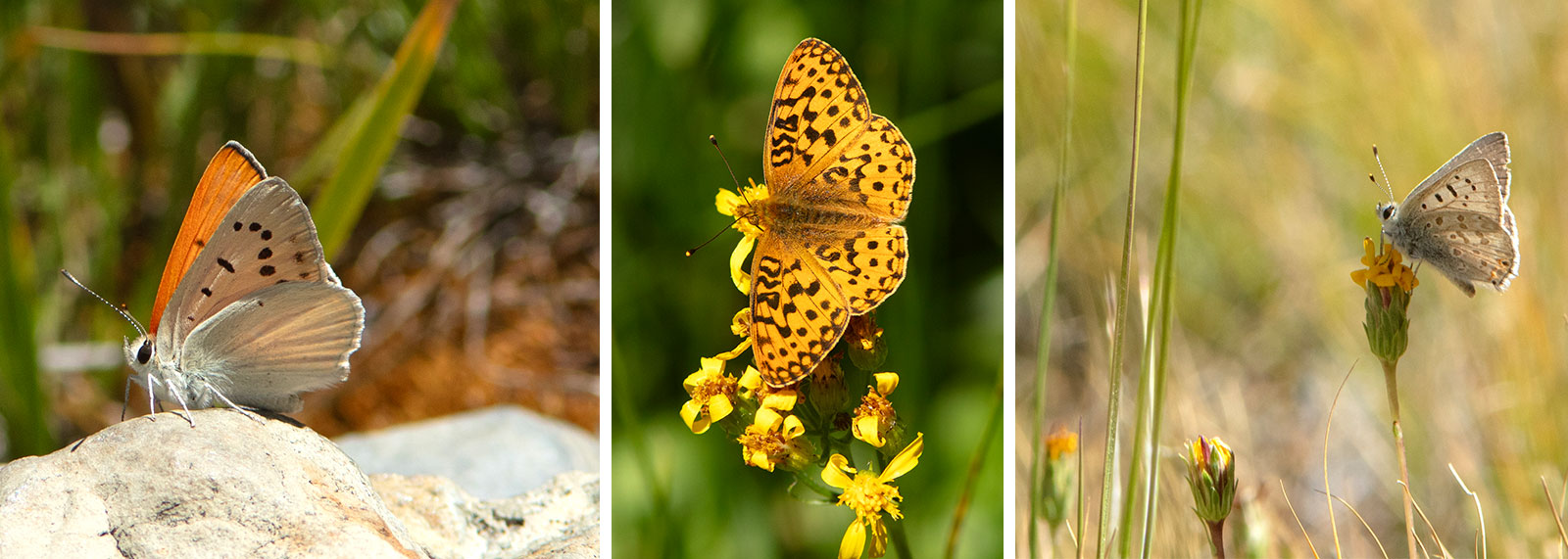 From left to right: Ruddy Copper, Great Basin Fritillary, and Edith's Copper.