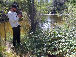 Employee using GPS unit to map known invasive plant populations so they can be tracked over time.