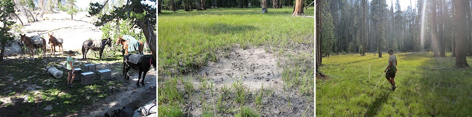 Pictures of pack stock near Merced Lake, bare soil near the area, and the monitoring of the bare soil