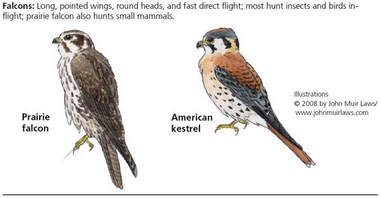Prairie falcon on left and American kestrel on right
