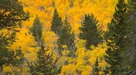Yellow from aspen trees