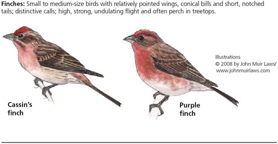 Cassin's finch on left and purple finch on right