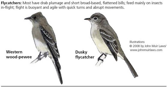 Western wood-pewee on left and dusky flycatcher on right