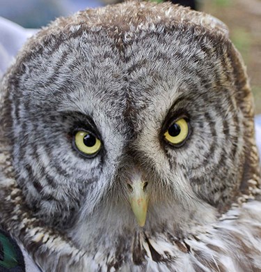 Close up of a great gray owl face