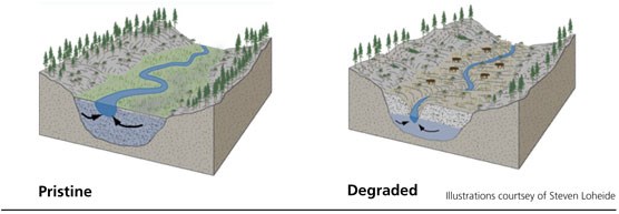 Comparison of two meadow illustrations