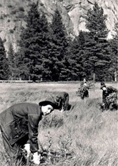 Historic black and white photo of a woman bending down to hand-pull invasive plant in a field of grass