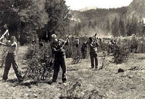 Men stand in field with axes in air to remove young trees