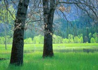 Oaks stand on edge of lush Leidig Meadow vegetation