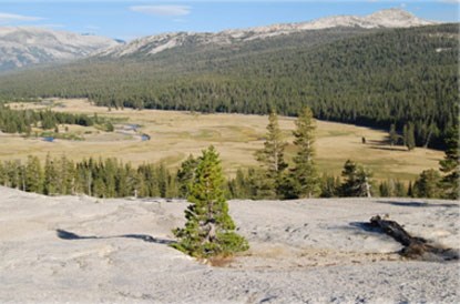 Vegetation begins to dry out in meadow landscape