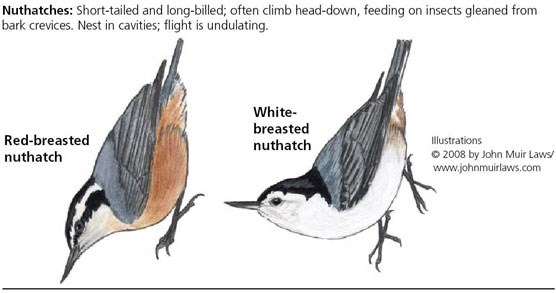 Red-breasted nuthatch on left and white-breasted nuthatch on right