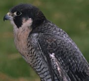 Side profile of an adult peregrine falcon