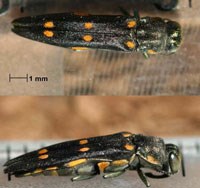 Black insect with six gold spots