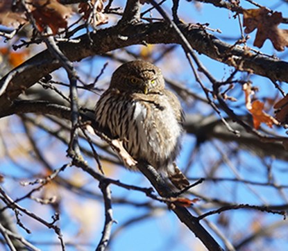 Pygmy owl in tree being harassed by titmice during the 2019 Christmas Bird Count.