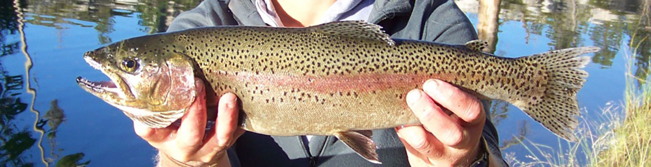 Side view of Rainbow trout in the hands of a scientist