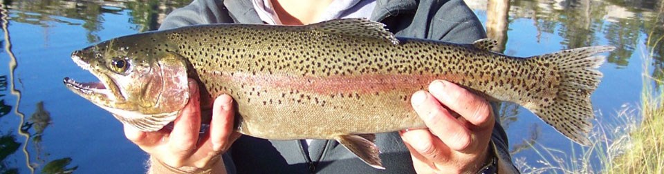 Side view of Rainbow trout in the hands of a scientist
