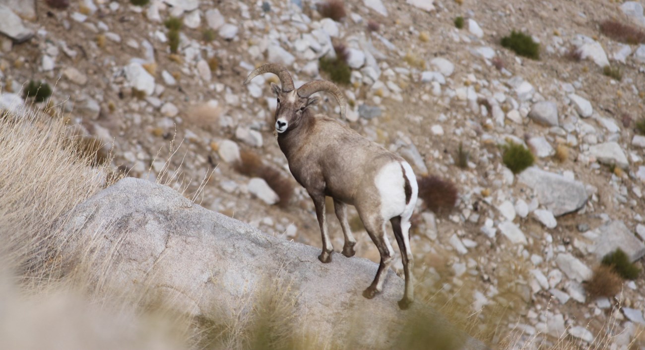 Bighorn sheep ram on a rock