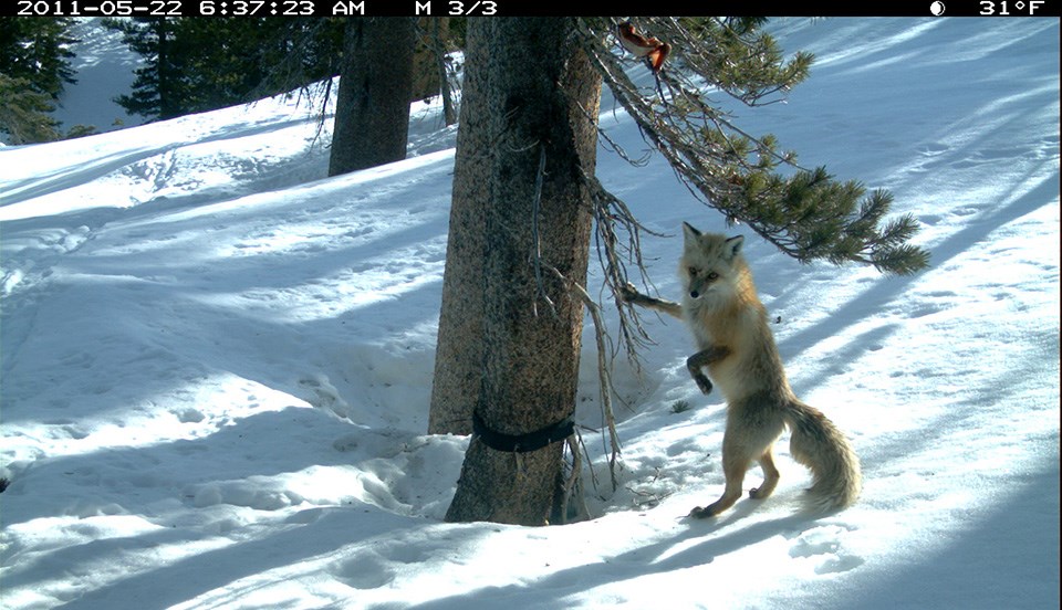 sierra-nevada-red-fox-in-yosemite-national-park-yosemite-national