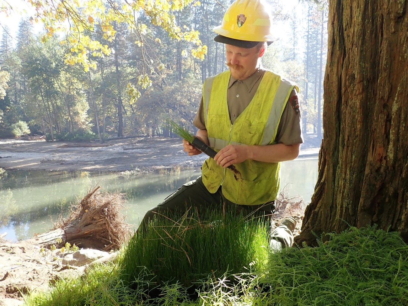 Restoration worker holding native plant plugs near river