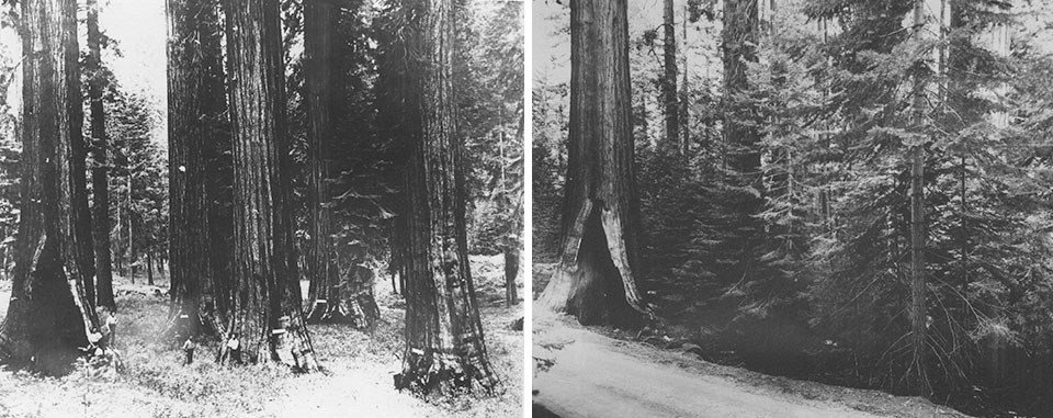 Left: Image from 1890 of a very open sequoia grove; Right: Image from 1970 in same location showing thick forest