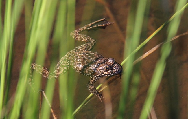 Sierra Nevada yellow-legged from swimming in water surrounded by grass