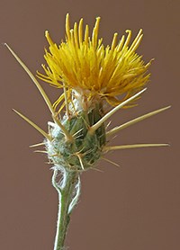 Flower head of yellow star-thistle