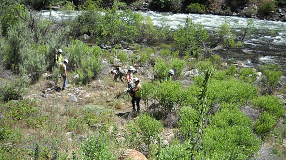 Volunteers hand pulling star thistle near the Merced River.