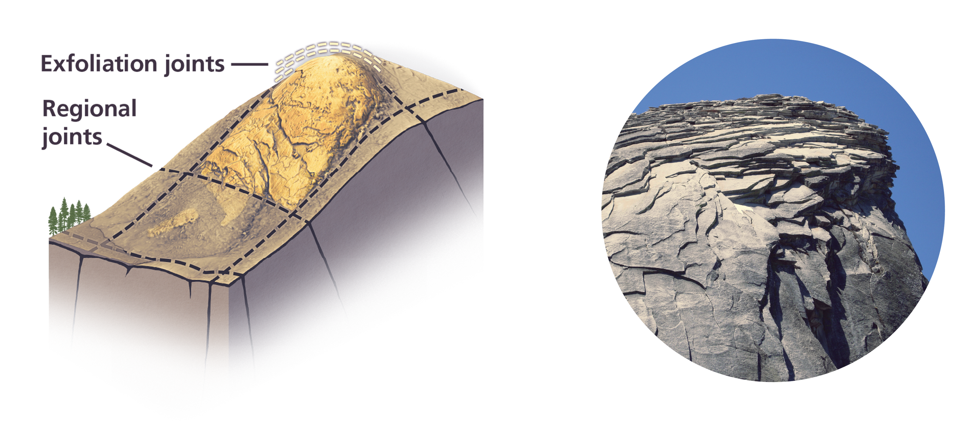 Diagram showing both linear regional joints and exfoliation joints, which are subparallel to the surface. Another photo shows exfoliation looking like layers of rock peeling off a dome
