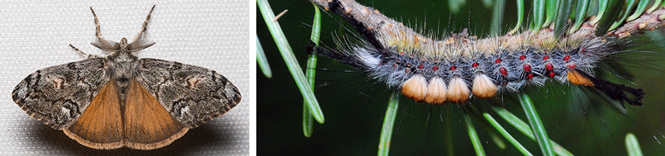 Douglas fir tussock moth on left, caterpillar on right