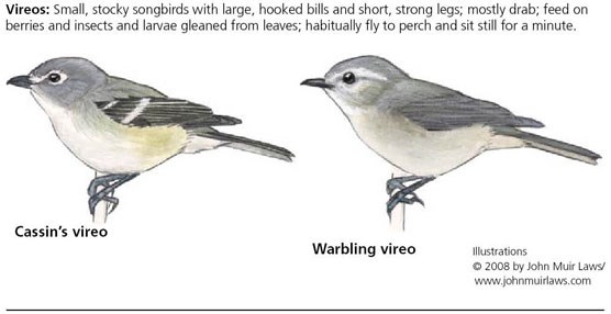 Cassin's vireo on left and warbling vireo on right