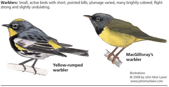 Yellow-rumped warbler on left and MacGillivray's warbler on right