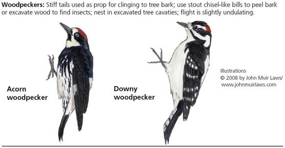 Acorn woodpecker on left and Downy woodpecker on right