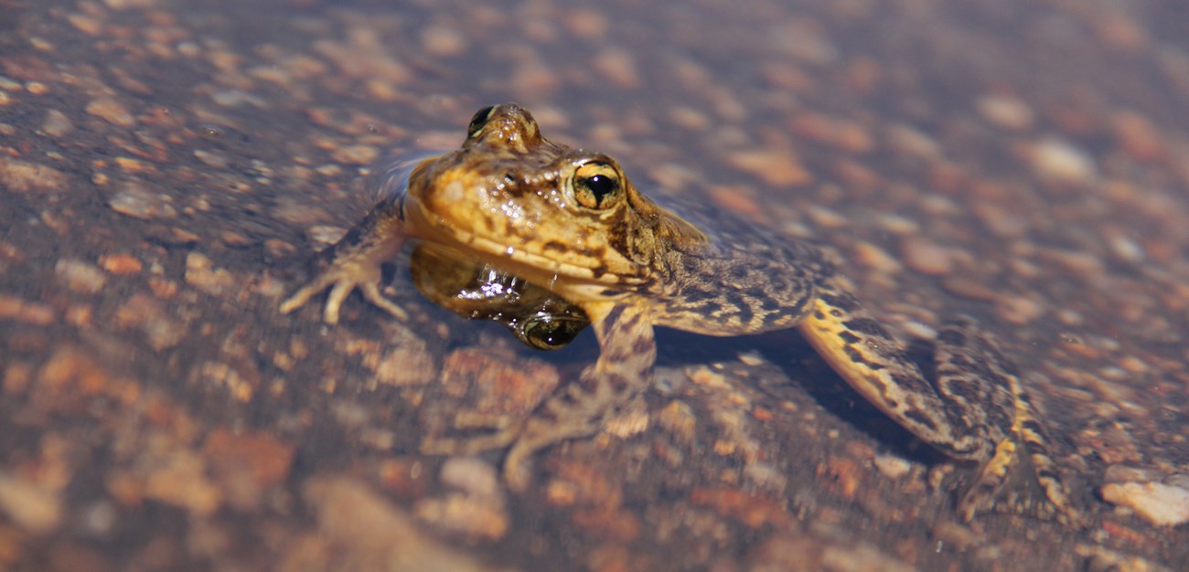 Sierra Nevada yellow-legged frog swims in Yosemite's waters