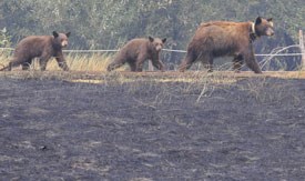 Three bears walk by a burnt field