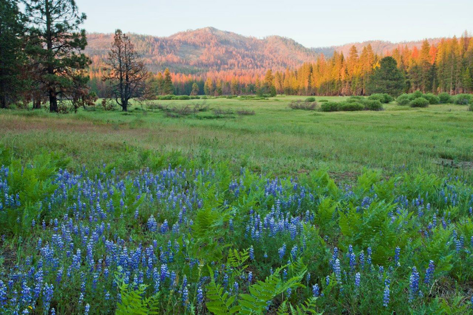 Alpenglow in Ackerson Meadow with lupine flowers in foreground