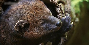 Pacific fisher up close