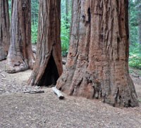 Three giant sequoia trees growing next to each other in a forest.