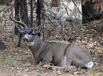 Male deer with large antlers resting on ground.