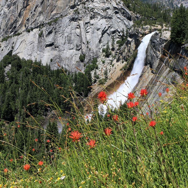 Nevada Fall beyond a small field of Indian paintbrush