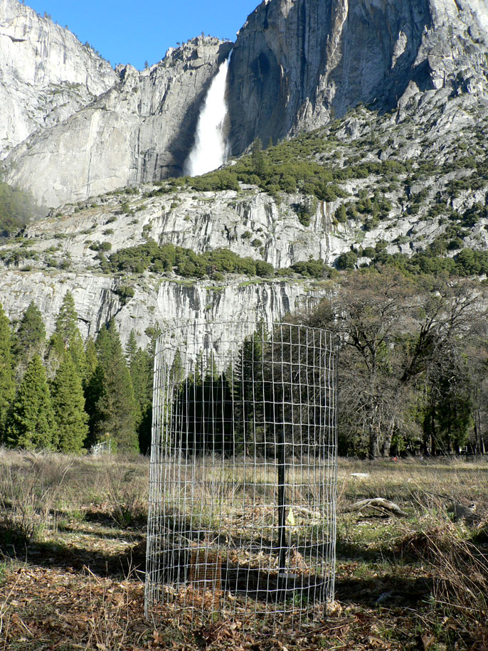 Fenced-in oak planting with Yosemite Falls in the background
