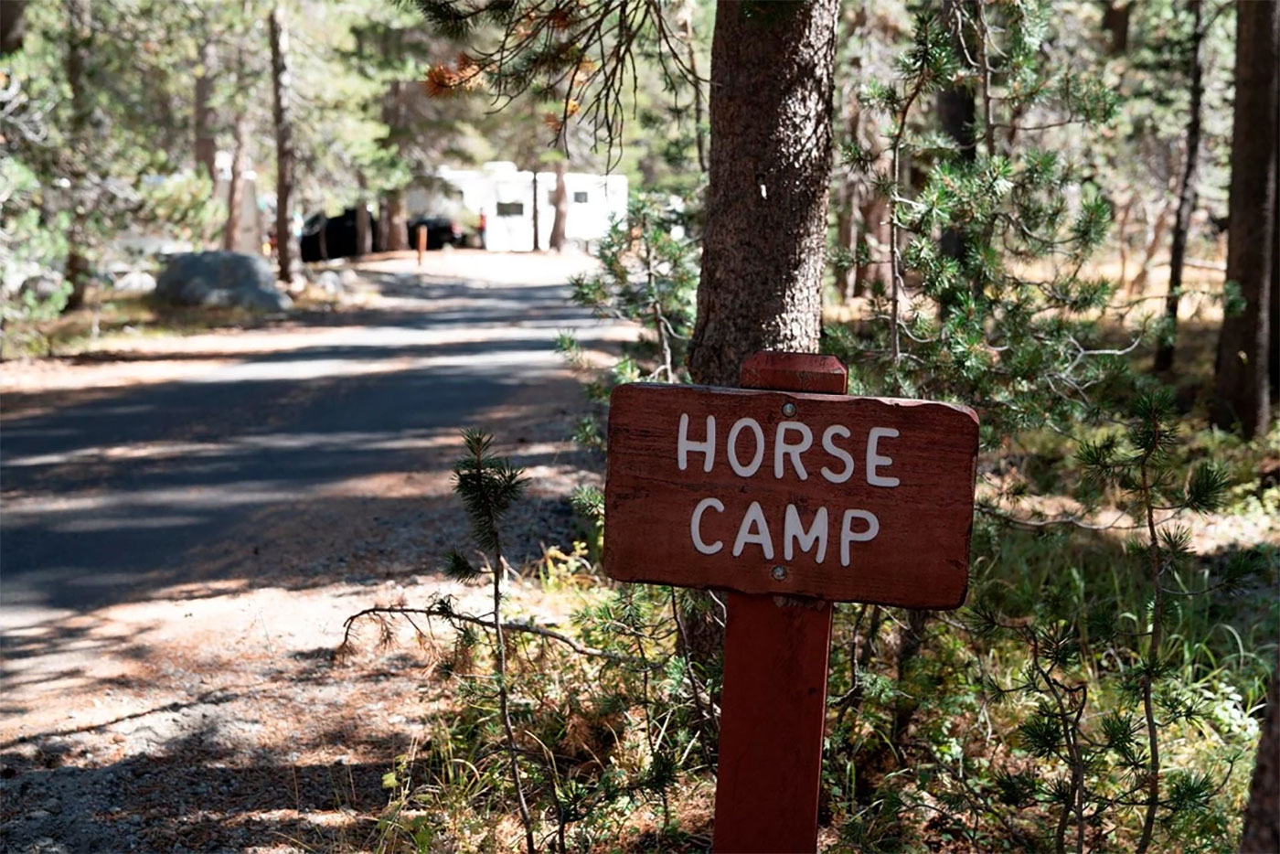 A wood sign reading "horse camp" next to a road leading through a wooded area