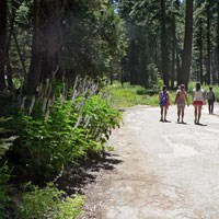 Hikers walking down a forested path lined with wildflowers.