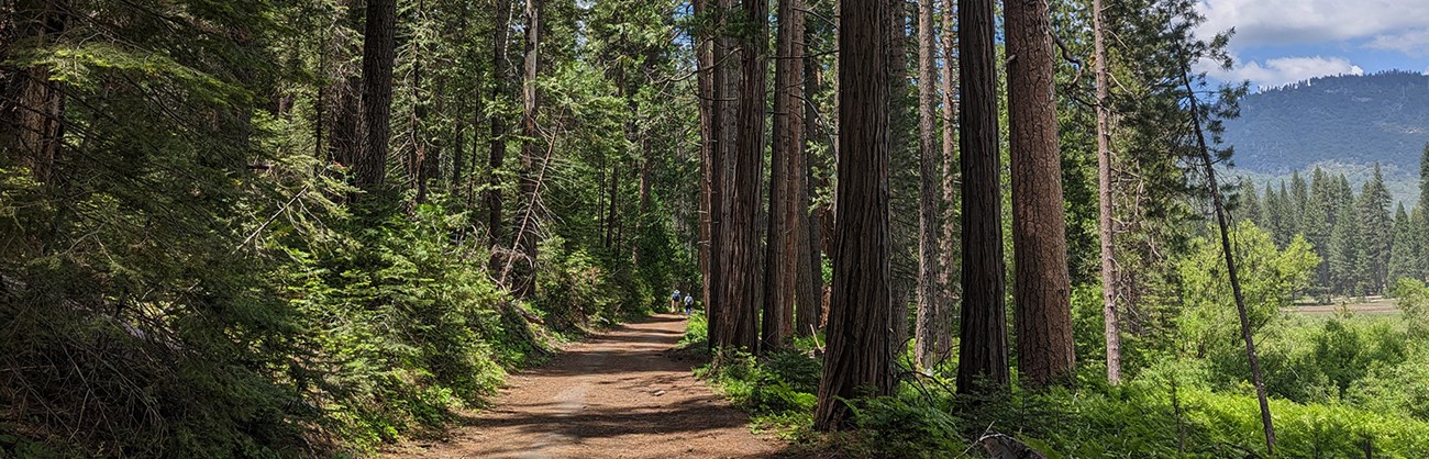 A dirt trail passes through forest filled with ferns and pines, while a lush meadow peeks through on the right.