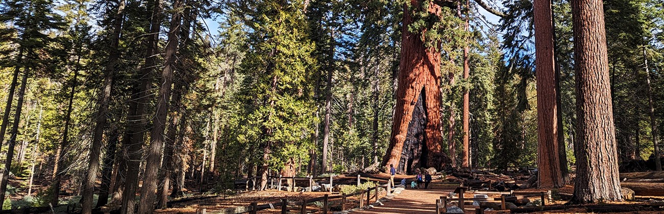 A trail leads to the majestic Grizzly Giant tree, with people sitting in front of it.